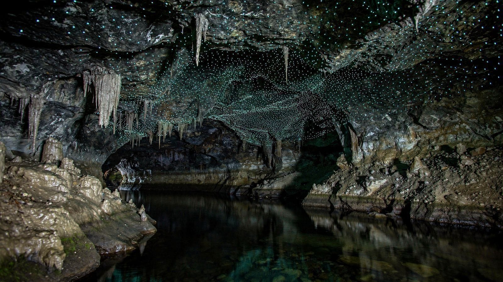 Trenta Milioni di Anni di Calcare, Una Larva che Pesca