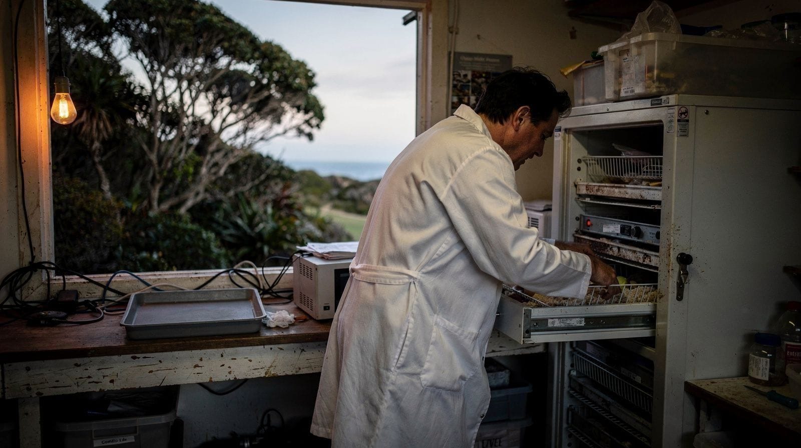 Why Only 5% of Wild Kiwi Chicks Survive in Rotorua