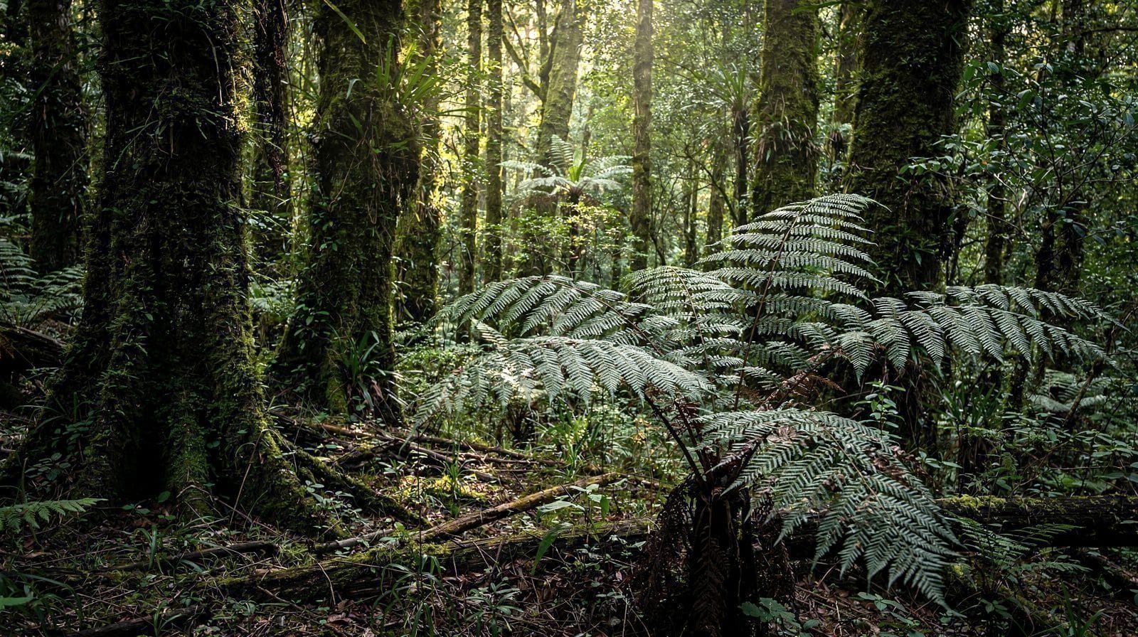 What I Actually See When I Walk Into a New Zealand Forest
