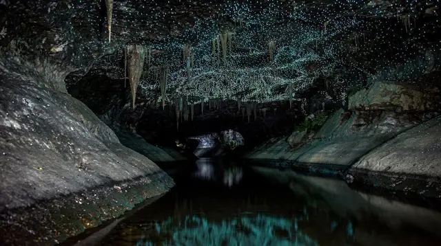 Caves glowworms