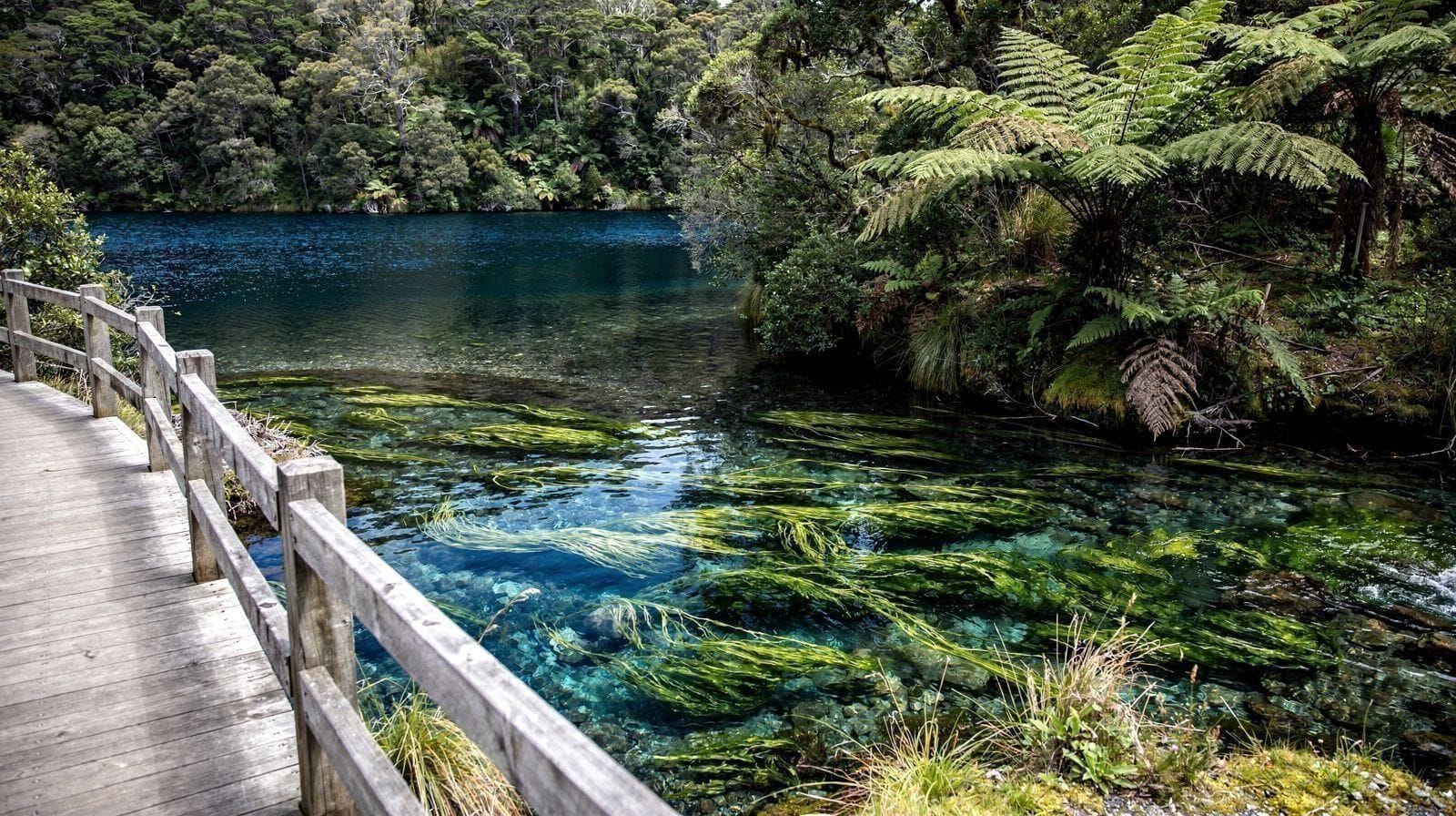 Blue Spring, Te Waihou