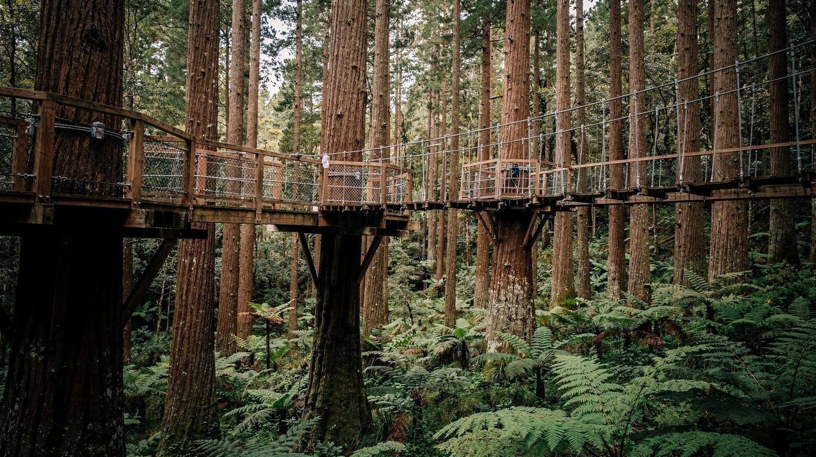 The Redwoods, Whakarewarewa Forest