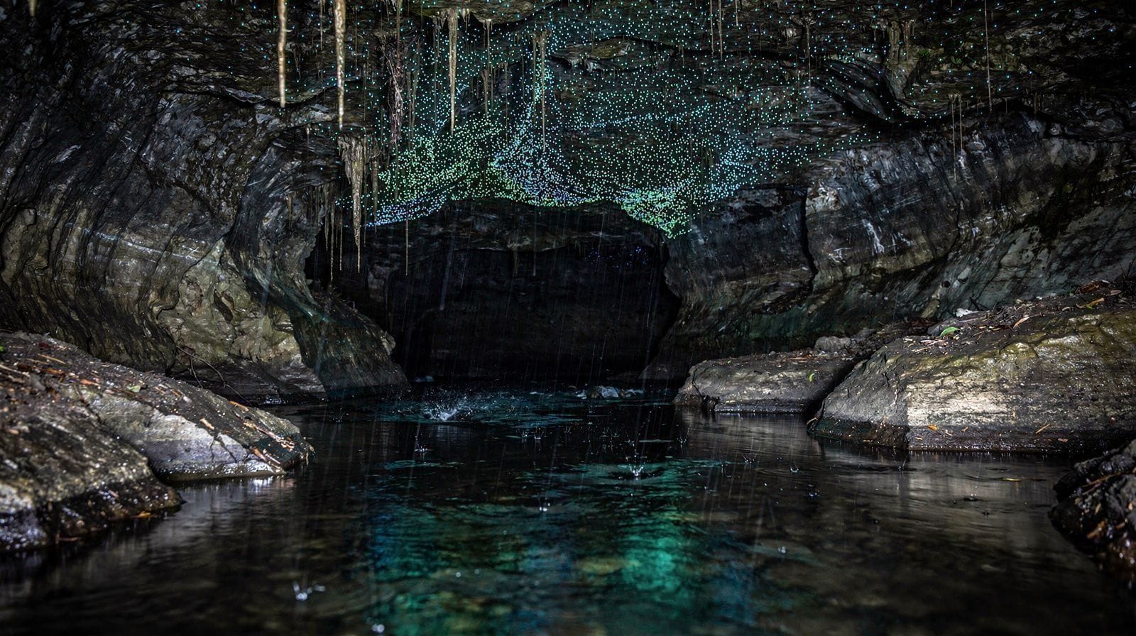 Robaczki świętojańskie w pobliżu Rotorua bez wyprawy do Waitomo