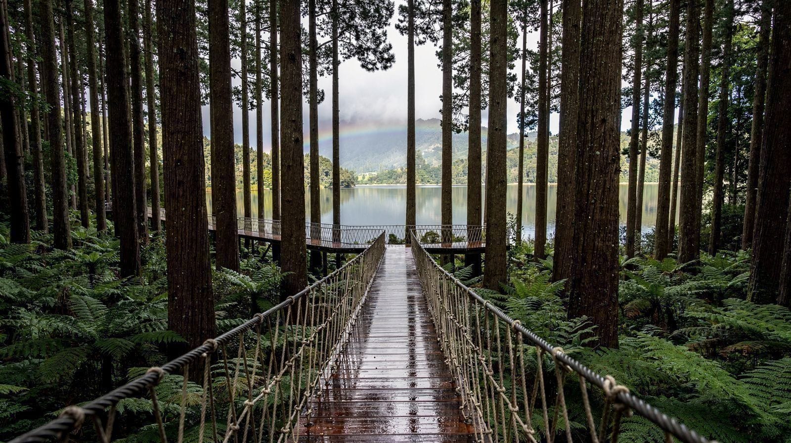 Redwoods Treewalk, w dzień czy w nocy