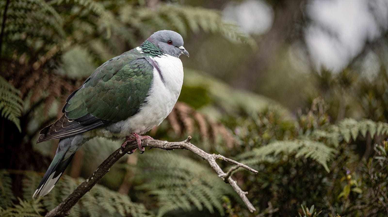 Gdzie zobaczyć kiwi w okolicach Rotorua