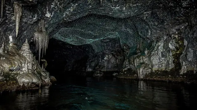 What Are Glowworms, Really?
